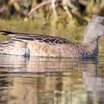 American Wigeon